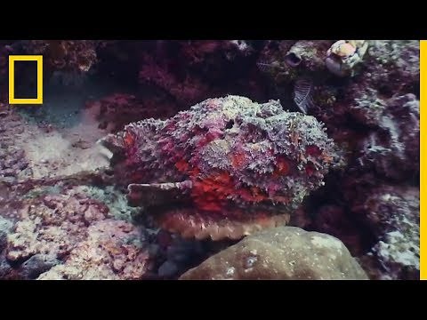 Discovering the stonefish