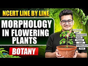 Morphology in Flowering Plants FULL CHAPTER || NCERT Line by Line || Vipin Sir