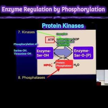 Enzyme Regulation by Phosphorylation @Metabolism Made Easy