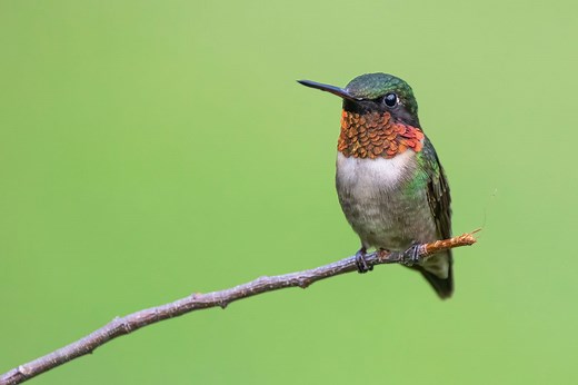 Hummingbirds Are on the Move—Here's When They'll Arrive in Your Neighborhood