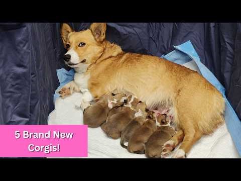The New Corgi Puppies Are Here!