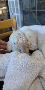 1.4K views · 70 reactions | Come meet this sweet baby Goffin cockatoo | Exotic Pet Birds, Inc. | Facebook