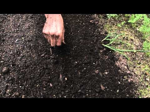How to sow a seed directly into garden