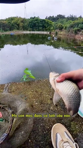 Săn Cá Chép #câu #cauca #cá #fishing #fish #sanhang #caphi #caucathugian #fishinglife | CÂU CÁ
