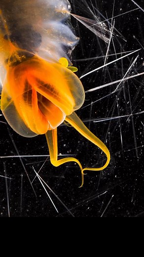 1.6K views · 168 reactions | A Hidden World of Wonder “The study of...