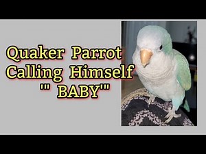 Cute Quaker Parrot calling himself Baby| Monk Parakeet Talking 🦜