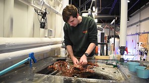 11K views · 303 reactions | Our octopus is a fan favorite here at your Akron Zoo, so today's Lunch and Learn will feature her and some of the training our keepers do with her. Plus, check out a fun octopus craft with a paper plate and yarn! We'll return with live videos tomorrow! | Akron Zoo | Facebook