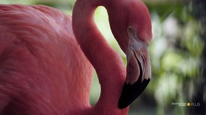 25K views · 1.1K reactions | Pink flamingos are way more than just models for lawn ornaments. It's Pink Flamingo Day—get to know the fascinating, brightly colored birds. https://bitly.com/30C3DmT | Smithsonian Channel Aviation Nation | Facebook