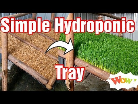 Simple Home-made Hydroponic Fodder Tray Making