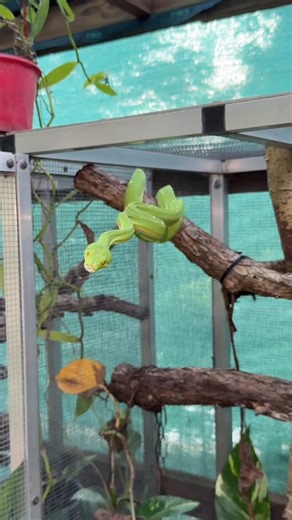 Feeding time for the Green Tree Pythons is always incredible to watch 🐍. These arboreal snakes are built for precision hunting, relying on heat-sensing pits, lightning fast strikes, and incredible muscular control to secure their prey. In the wild, juveniles often feed on small lizards and frogs, while adults shift to rodents and birds. . . . . . . . #snake #python #greentreepython #gtp #animalsofinstagram #reptile #greentreepython #chondro #reptilesofinstagram #yellow #nature #australia #repti