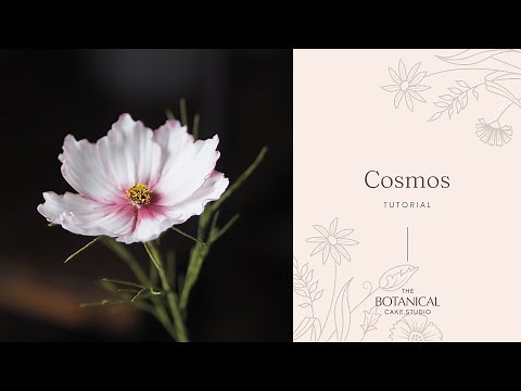 Cosmos Sugar Flower Tutorial (Gumpaste / Flower Paste)
