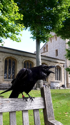 A morning with the Ravenmaster 🦅 Yeoman Warder Barney Chandler updates us on how he's settling in as the Ravenmaster and shows us part of the ravens' morning routine at the Tower of London... 🏰 | Tower of London