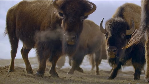 Native American films currently streaming on Netflix