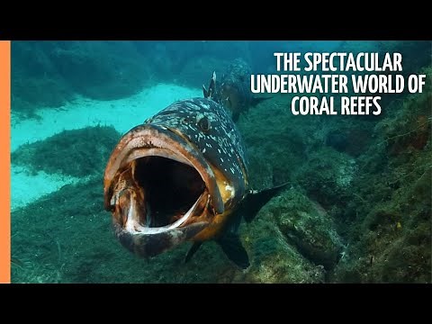 The Spectacular Underwater World of Coral Reefs