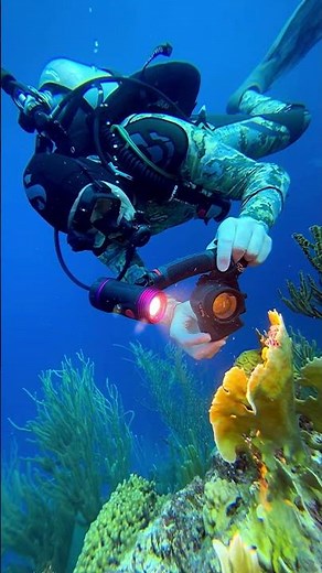 Little Underwater Macro Critters with SeaLife's Micro 3.0 Camera