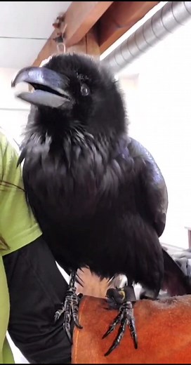 Exploring Blue Hills Trailside Museum: The Talking Raven Bird