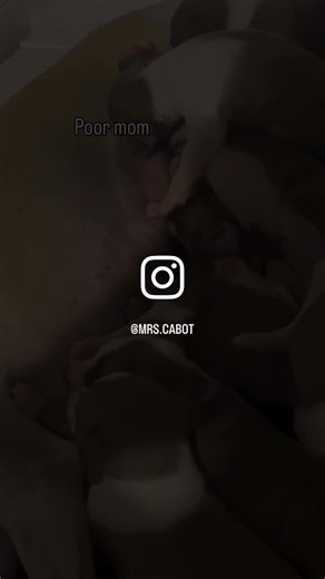 Princess Dilylah Jane on Instagram: "Delilah is holding up Well, but can you imagine?#whippetpuppy #puppies#puppysforsale"