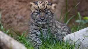 See the Adorable New Baby Big Cats That Could Help Save Their Species
