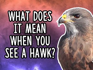 What Does It Mean When You See A Hawk: 4 Things To Check
