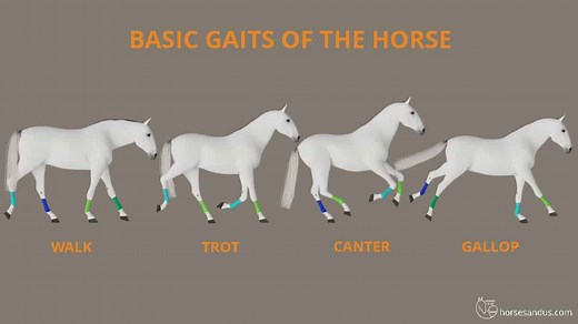 The 4 Basic Horse Gaits Explained [Diagrams & Animations]