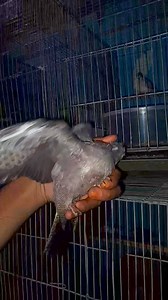 Java sparrow #javasparrow | Bird Solution