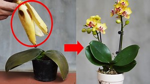 1.7M views · 44K reactions | How To Recover Orchids With Leaf Rot Easily | DIY Balcony Garden | Facebook