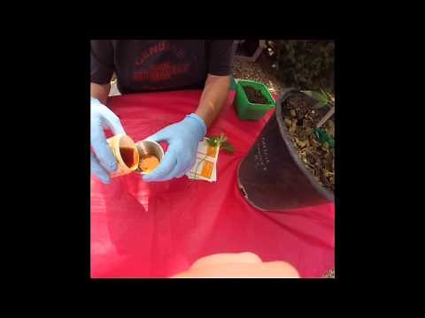 Marijuana Plant Cloning Vid 1- how to clone your plants