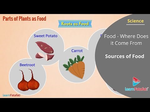 Food Where Does it Come From Class 6 Science - Sources of Food