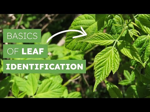 Basics of Leaf Identification