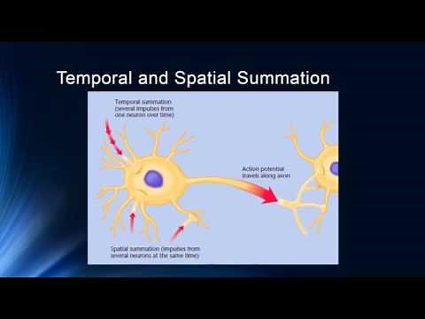 Synapses and Synaptic Potentials