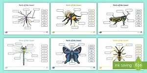 Parts of the Insect Worksheets