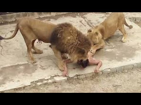Le défi entre l'homme et l'animal en Afrique