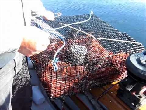 Prawn Fishing Saanich Inlet