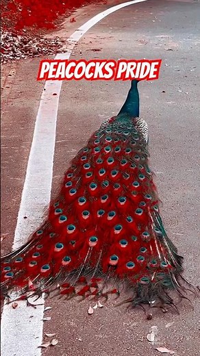 Why Peacocks Spread Their Feathers — It’s More Than Just Mating! 🦚✨