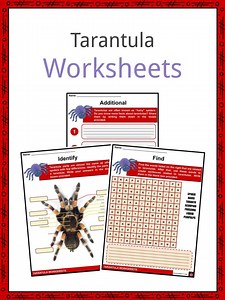 Tarantula Facts, Worksheets, Etymology & Taxonomy For Kids