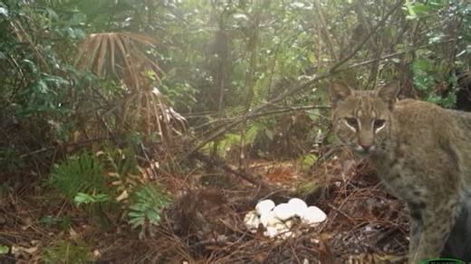 Watch: Python protects eggs from hungry bobcat in Florida Everglades