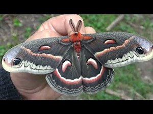 The ROBIN Moth; an American GIANT! Hyalophora cecropia