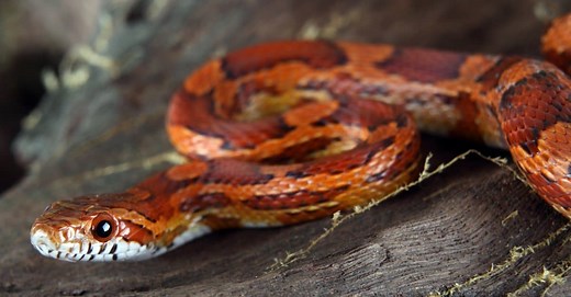 What Do Corn Snakes Eat? 10 Foods in Their Diet