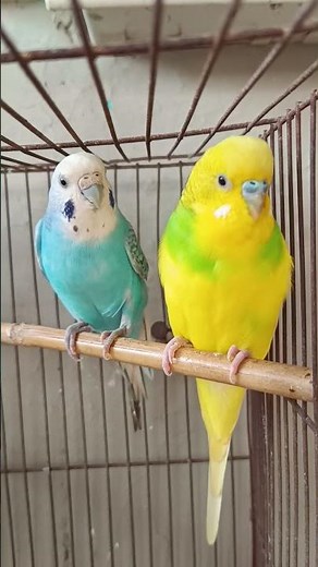 Different Budgie Sounds and Their Meanings
