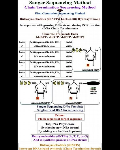 Principle of Sanger Sequencing Method #geneticteacher