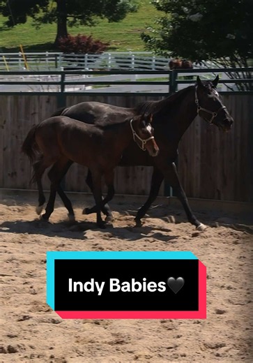“LA INDIA ELEGANT” is becoming one of the founding matriarchs of my program, all starting with a $1000 impulse decision🖤