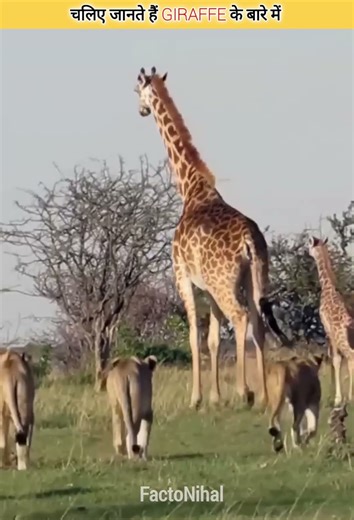 दुनिया का सबसे लंबा जीव 🦒 #giraffe #facts #science