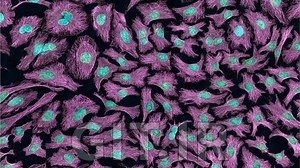 Fundamentals Of Flow Cytometry - An Introductory Course