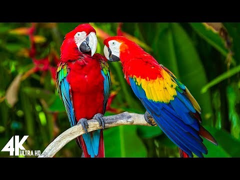 Macaw Parrots 4K - Relaxing Music With Colorful Birds In The Rainforest