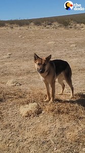 German shepherd was living in the desert and didn't want to be rescued — watch the moment she finally rolls over for belly rubs ❤️️ | The Dodo
