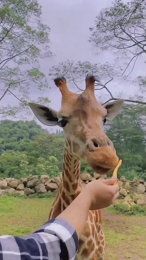 Giraffe Feeding at Taman Safari Bogor: A Unique Wildlife Experience
