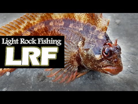 Light Rock Fishing (LRF) Techniques for Beginners.