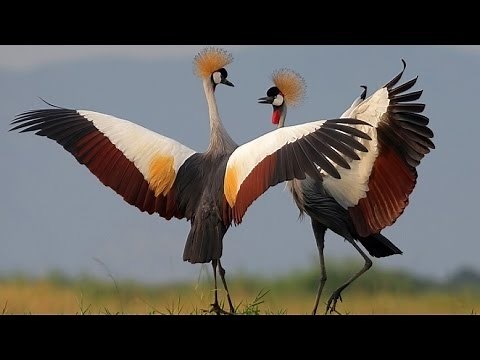 Dancing Birds - BBC Documentary