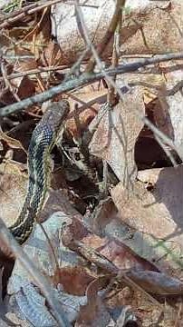Did you know the Eastern Garter Snake is Venomous and Beneficial?🐍🐸🪦