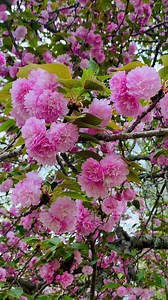 1.5K views · 113 reactions | Kwanzan Cherry Blossom Tree #ilovemygarden #kwanzancherryblossomtree #cherryblossoms #kwanzancherry #gratefulheart #veryfortunate #afortunada | PaoPao Crafts | Facebook